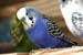 Ferdi_7248