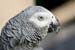 Ferdi_7354